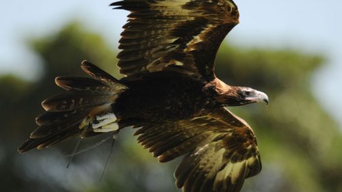 Wedge-tailed eagles commonly hunt small animals. (AAP file image)