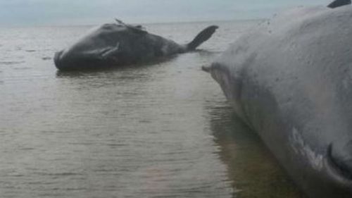 Two of the whales beached south of Ardrossan. (Supplied, @Brad_Aldridge)