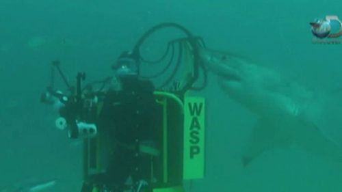 A diver is approached by a shark as he films with the lid of the W.A.S.P cage off