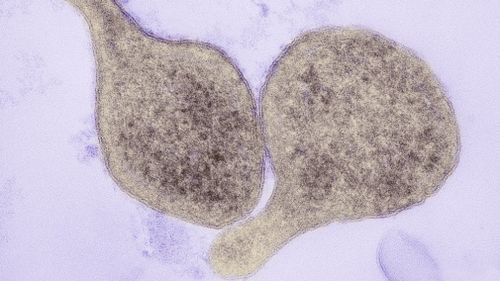 Mycoplasma genitalium is similar to chlamydia. (via Infectious Disease Advisor)