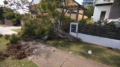 The bus also brought down a large tree before it came to a halt.