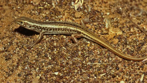 The Gravel-downs ctenotus is a small lizard found only in the Diamantina Lakes area in QLD. It is now listed as critically-endangered. 