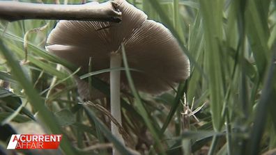 Police suspected the lunch contained poisonous wild mushrooms known as death caps.