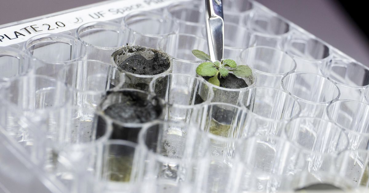 First ever plants grown in lunar soil in scientific landmark – 9News