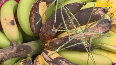 Bananas are seen rotting on the ground after the heavy rain.