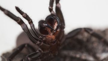 The Sydney funnel-web is widely regarded to be the world&#x27;s most dangerous spider as it lives so close to humans.