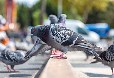 The feral pigeon is derived from what species of dove?