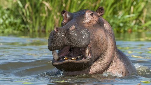 Two-year-old rescued after being swallowed by hippo