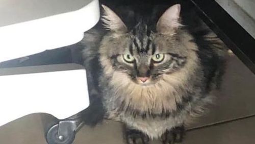 A cat was found on a cruise ship in New Zealand.