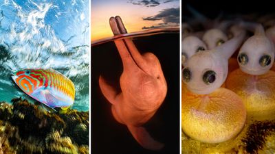 Underwater Photographer of the Year 2023 award winners