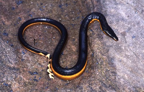 Yellow-bellied Sea Snake