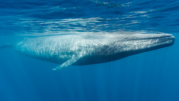 Blue whales grow to over 30 metres long.
