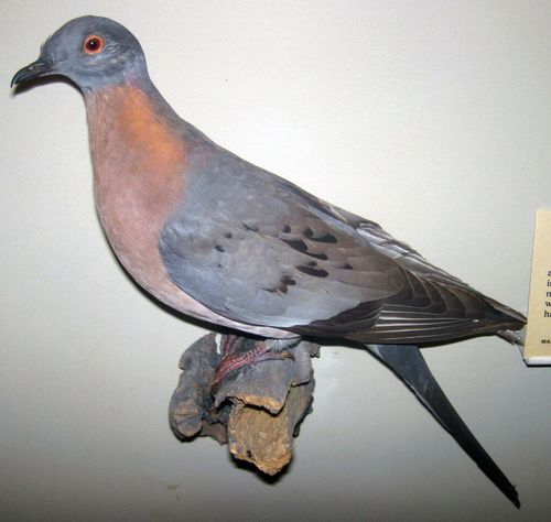 A mounted male passenger pigeon.