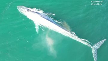 Central Coast locals have sighted a blue whale, an experience so rare experts say only six others have been seen off the east coast of Australia in a century.