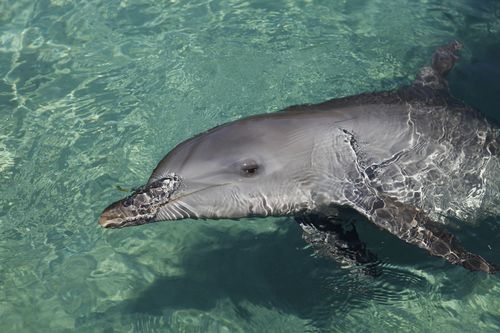 Dolphins can live up to 50 years in captivity.