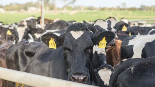 Calves killed in suspicious blaze on Victorian farm 