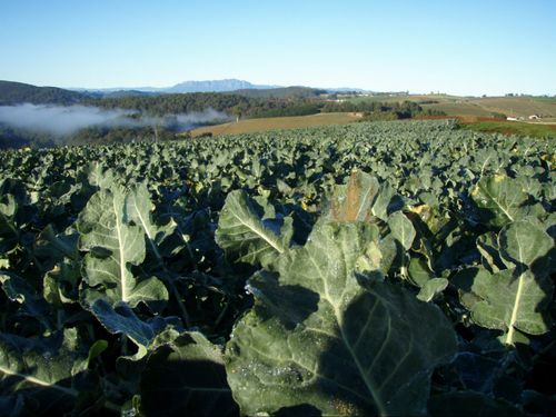 The powder is made from broccoli plants that would otherwise be wasted. (AAP)