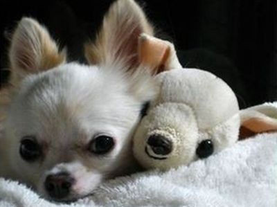 2. Chihuahua