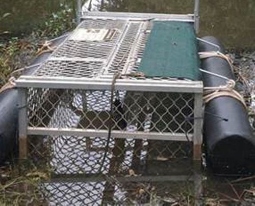 The fine for the theft could be as high as $77,500 if a croc was inside the trap.
