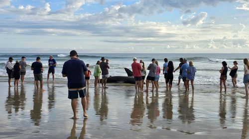 Shark ashore NSW 