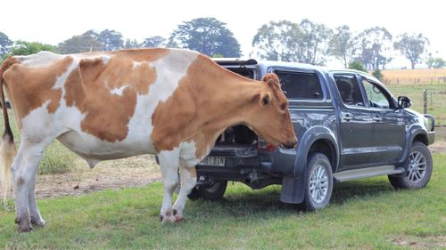 Big Moo's height and size was likely the result of a pituitary gland disorder.