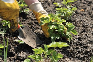 Growing strawberries