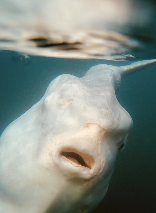 While large the sunfish was 'docile' as anything. 