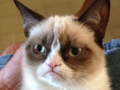 Grumpy Cat (Tabatha Bundesen)
