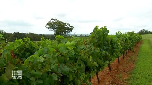 Seasonal staff shortages at Hunter Valley vineyards worsened by COVID-19.