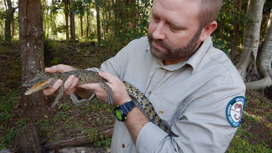 Snappy the crocodile was found in an esky in a Brisbane park