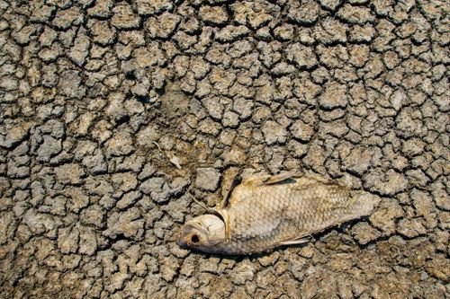 A dead fish lays on the cracking earth of a dry lake bed as Nevada in the US continues to suffer through a drought. 
