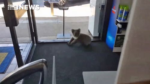 The koala decides to stick around and people watch from the shop's front window (Facebook)