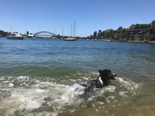 Hot dogs go for a dip at Birchgrove. (Chris O'Keefe)