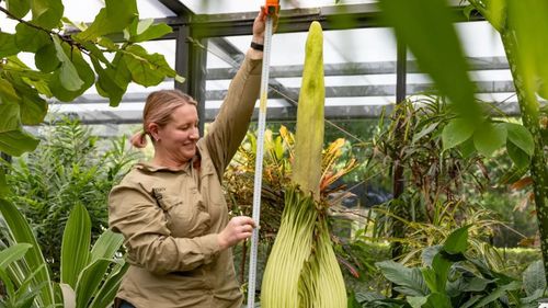 Corpse flower Geelong - Figure 2