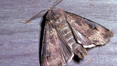 The bogone moth has been declared as vulnerable by the  International Union for the Conservation of Nature.