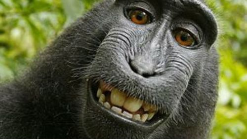 PETA returns to court over monkey copyright case