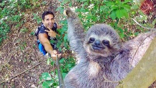 Mellow sloth 'hangs out' in unusual hiker selfie