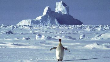 In this undated file photo, a lonely penguin appears in Antarctica during the southern hemisphere&#x27;s summer season. 