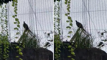 Lyrebird at Taronga Zoo mimics evacuation warning.