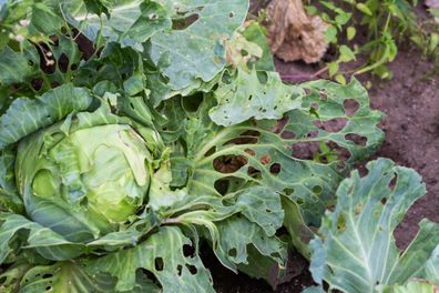 Cabbage leaves in the garden holes. The pests are a cabbage butterfly that lays eggs and parasitic caterpillars that eat a cabbage leaf.