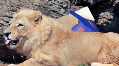 Beloved elderly lion euthanised at Victorian zoo