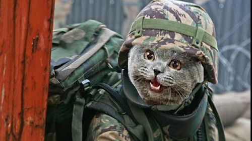 How the Belgian people are using cats to combat terror