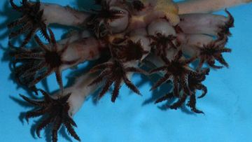 New deep-sea coral species Pseudumbellula scotiae discovered off Scotland
