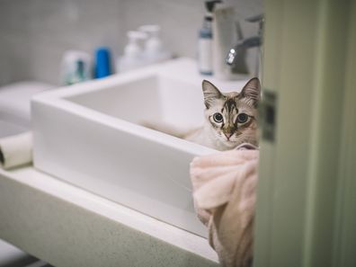 cat iStock photo