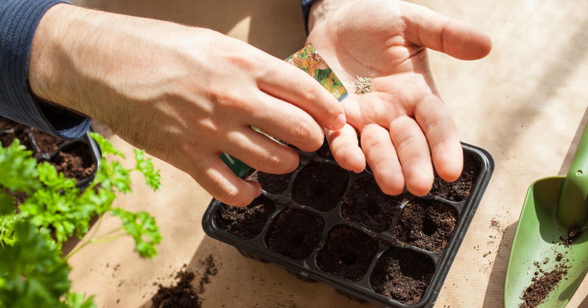 How to grow flowers from seed Four mistakes I made my first year