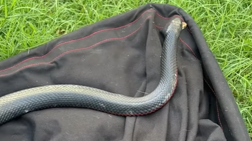 It was too late to save the eastern brown, but the red-bellied black snake was relocated to nearby bushland.