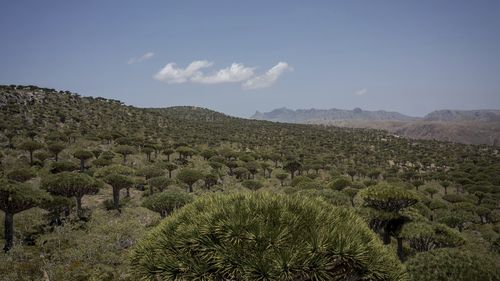 Socotra's Firmihin plateau, home to the largest remaining dragon's blood forest, is visible on Sept. 18, 2024, on the Yemeni island of Socotra. (AP Photo/Annika Hammerschlag)