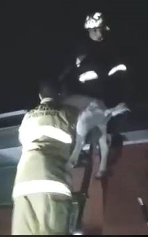 Fire and Rescue operatives were able to get the goat down without too much struggle. (NSW Fire and Rescue)