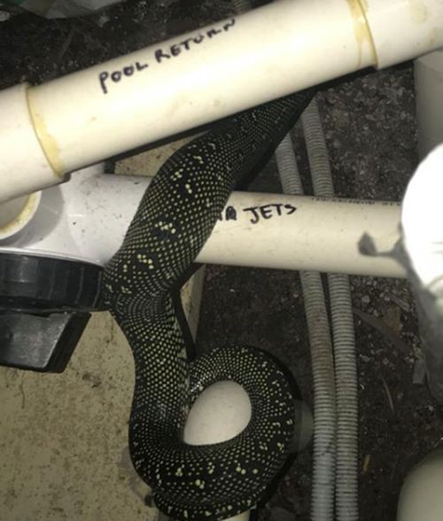 This diamond python was intially found in swimming pool pump housing.