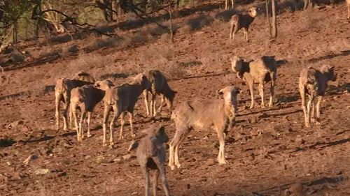Large parts of New South Wales and Queensland are feeling the impact of the drought. Picture: 9NEWS